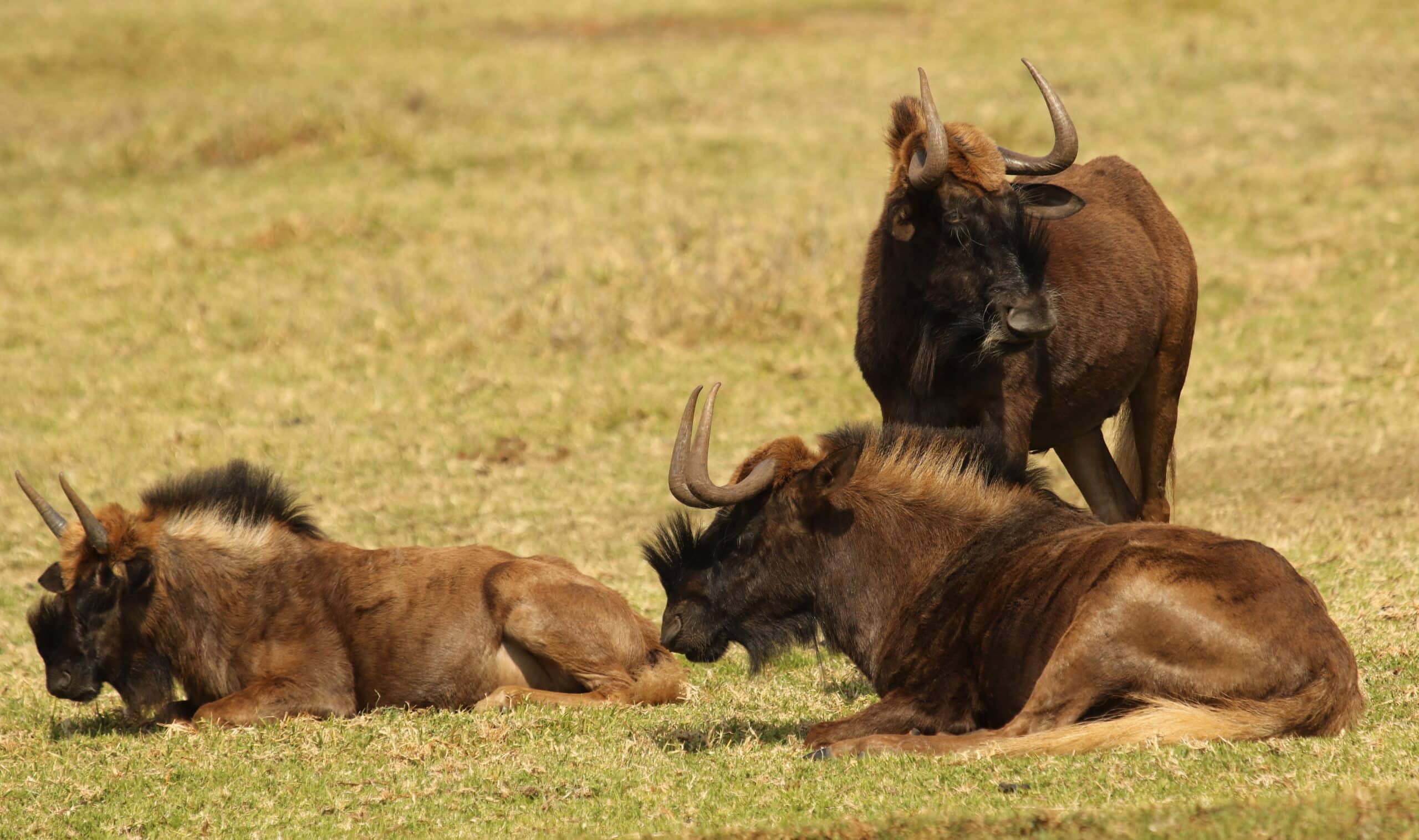 Black wildebeest, or white-tailed gnu, Connochaetes gnou at Krugersdorp Game Reserve, Gauteng, South Africa (27205016790) Black wildebeest, or white-tailed gnu, Connochaetes gnou at Krugersdorp Game Reserve, Gauteng, South Africa (27205016790)