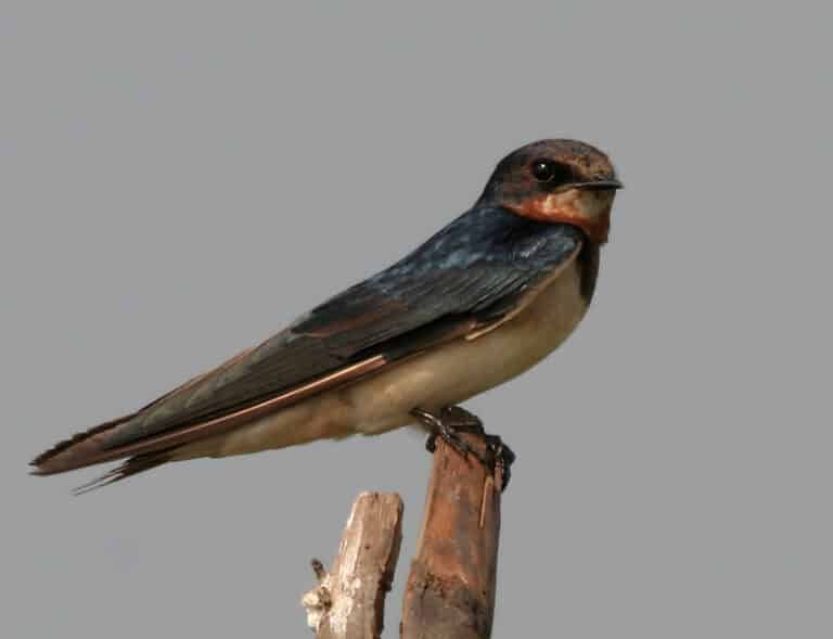 File:Barn Swallow (Hirundo rustica) in AP W IMG 3870.jpg File:Barn Swallow (Hirundo rustica) in AP W IMG 3870.jpg