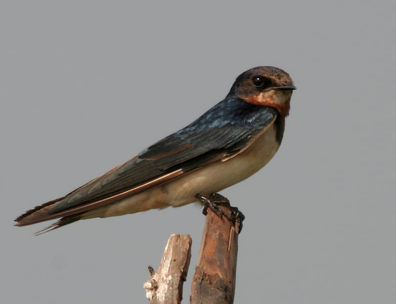 File:Barn Swallow (Hirundo rustica) in AP W IMG 3870.jpg File:Barn Swallow (Hirundo rustica) in AP W IMG 3870.jpg