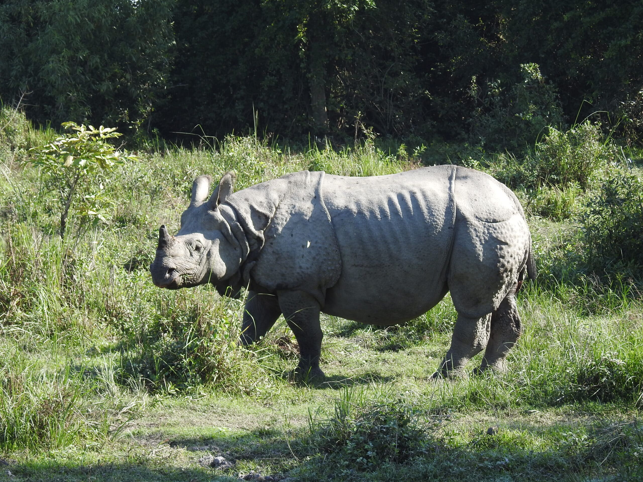 Indian Rhinoceros Rhinoceros unicornis by Dr. Raju Kasambe (5)