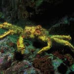 King Crab