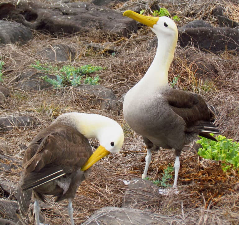 File:Waved Albatross pair.jpg File:Waved Albatross pair.jpg