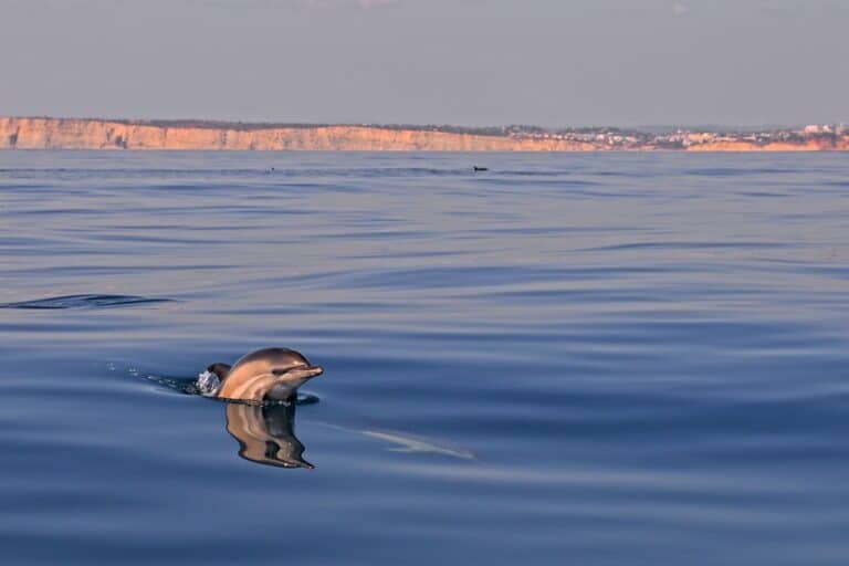 Delphinus delphis