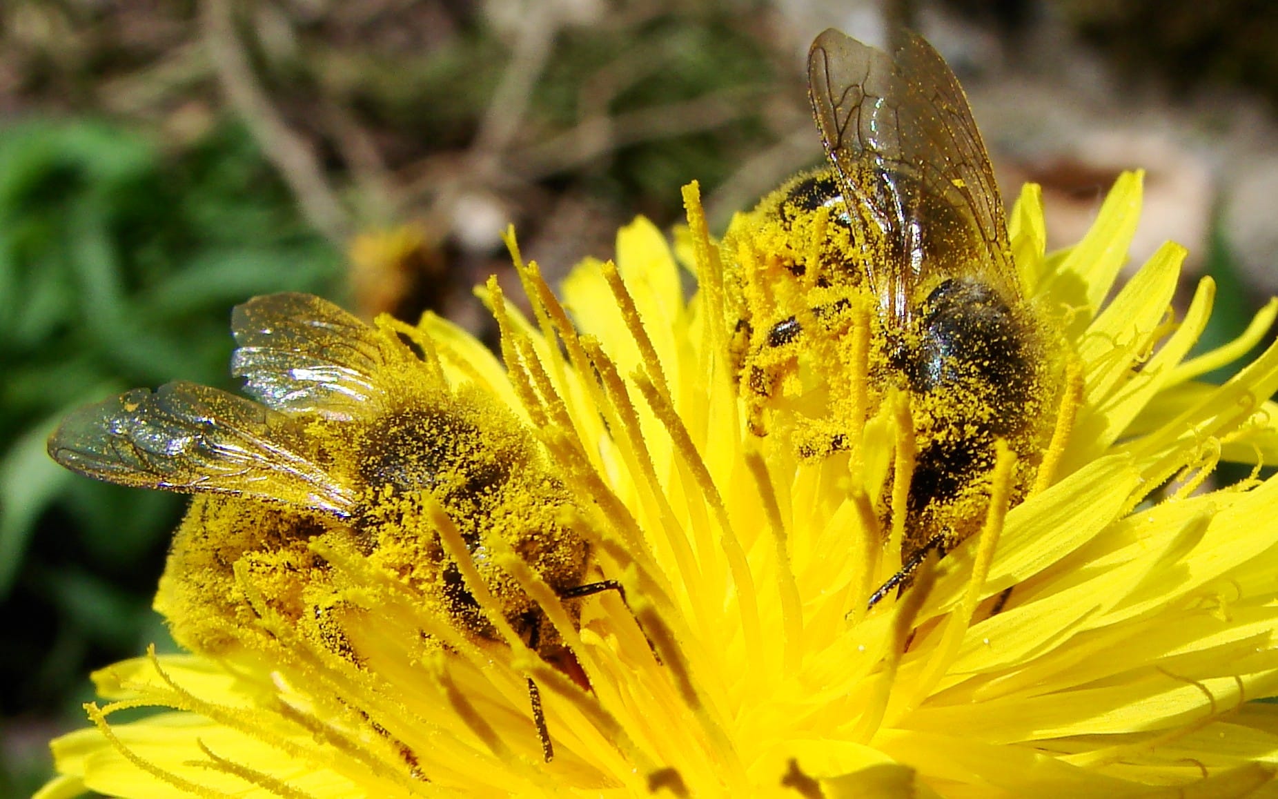 2 Apis mellifera polination dandelion