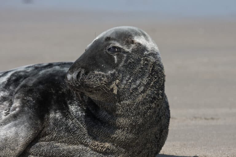 Grey-seal Grey-seal