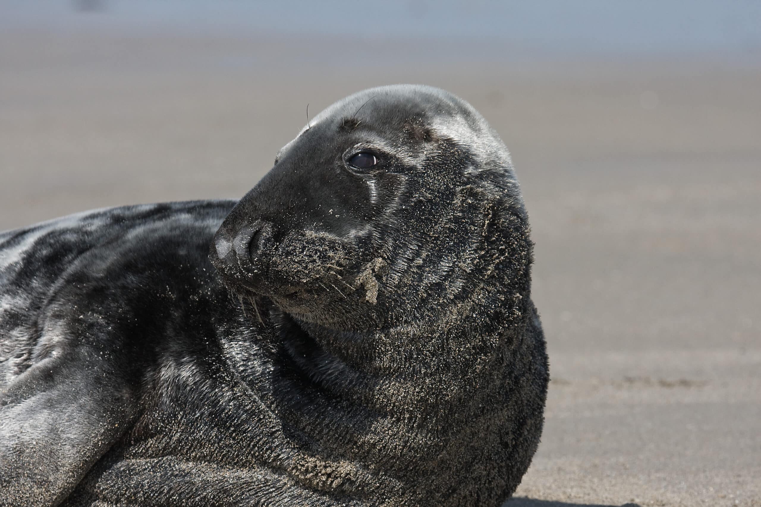 Grey-seal Grey-seal