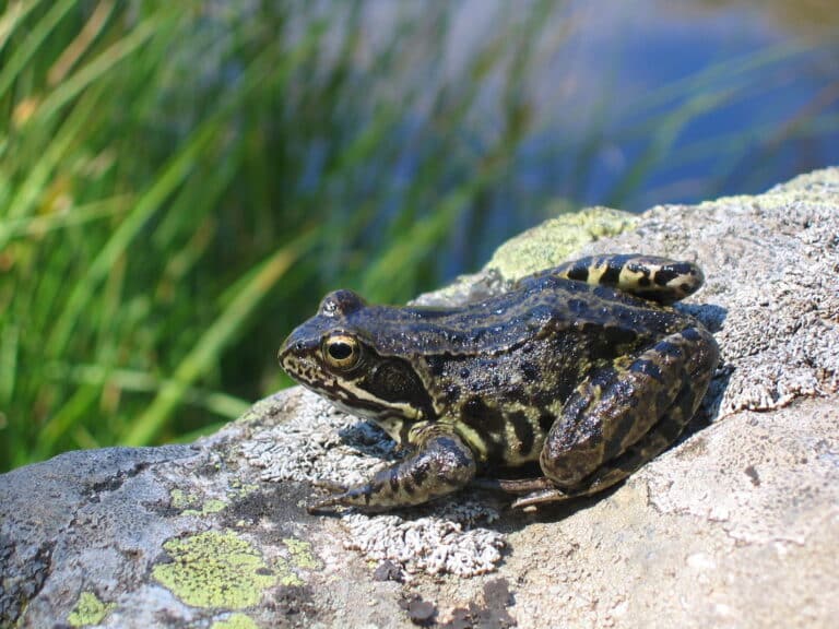 Rana temporaria ssp. (Pyrénées Orientales 66) Rana temporaria ssp. (Pyrénées Orientales 66)