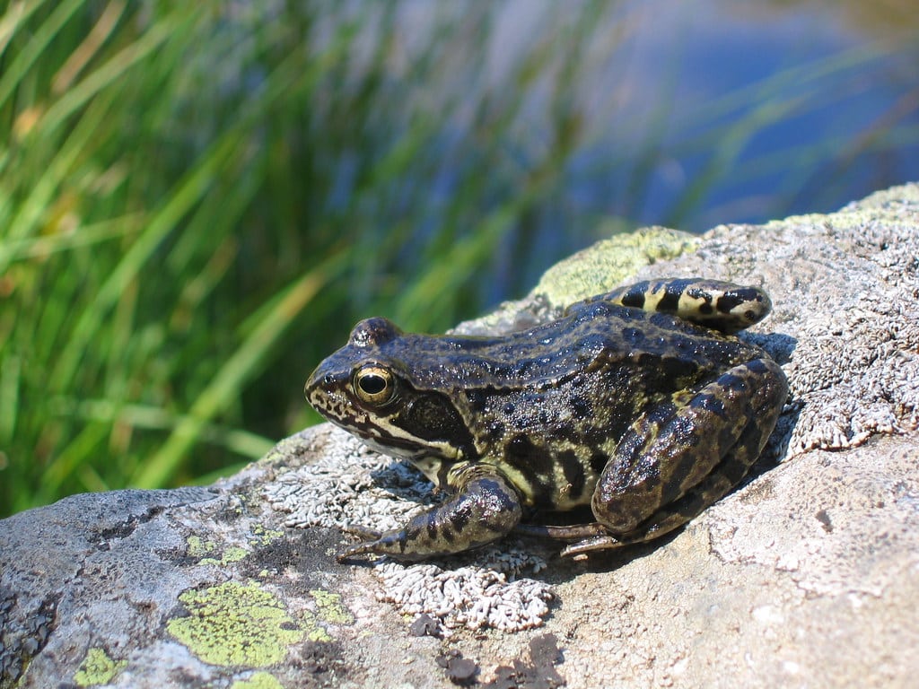 Rana temporaria ssp. (Pyrénées Orientales 66) Rana temporaria ssp. (Pyrénées Orientales 66)