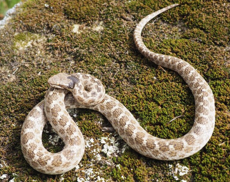 California Night Snake, Hypsiglena ochrorhyncha nuchalata California Night Snake, Hypsiglena ochrorhyncha nuchalata
