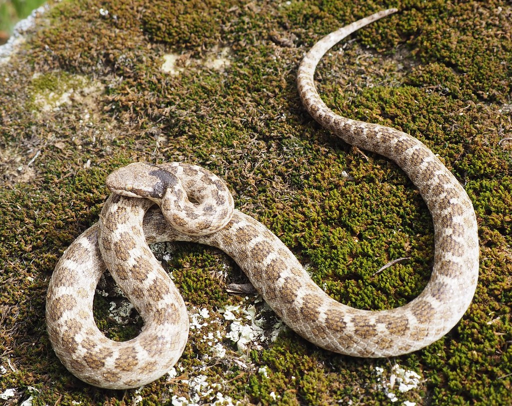 California Night Snake, Hypsiglena ochrorhyncha nuchalata California Night Snake, Hypsiglena ochrorhyncha nuchalata