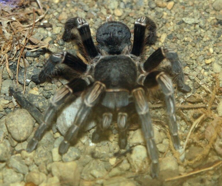 File:Aphonopelma seemanni 0zz.jpg