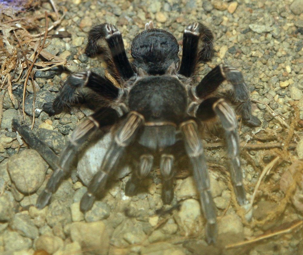 File:Aphonopelma seemanni 0zz.jpg