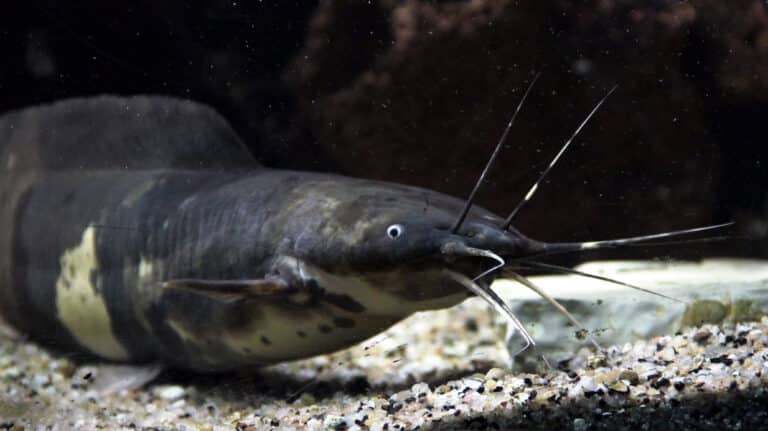 Aquarium tropical de Pierrefitte-Nestalas 03082018 Clarias batrachus 3 Aquarium tropical de Pierrefitte-Nestalas 03082018 Clarias batrachus 3