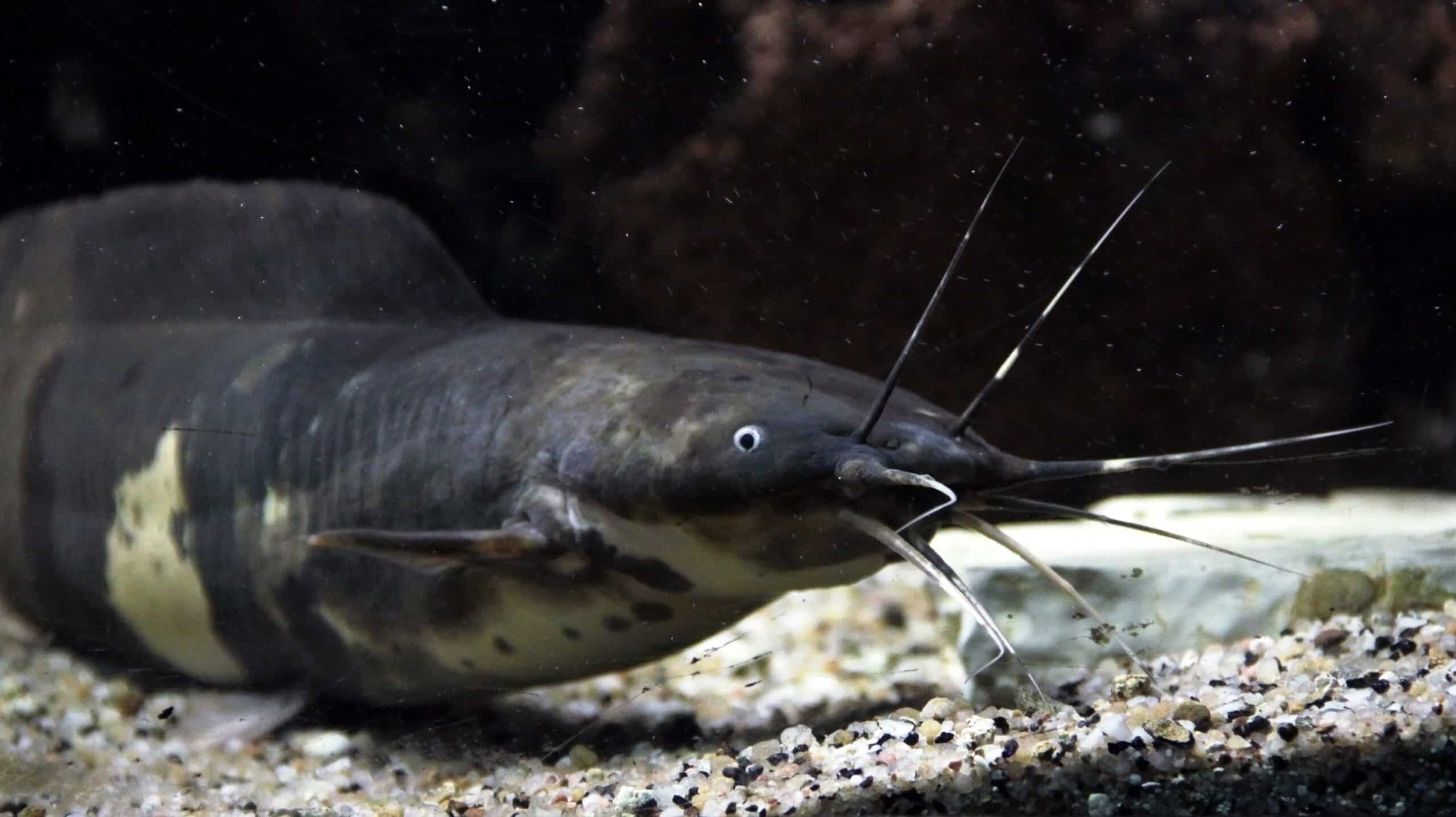 Aquarium tropical de Pierrefitte-Nestalas 03082018 Clarias batrachus 3 Aquarium tropical de Pierrefitte-Nestalas 03082018 Clarias batrachus 3