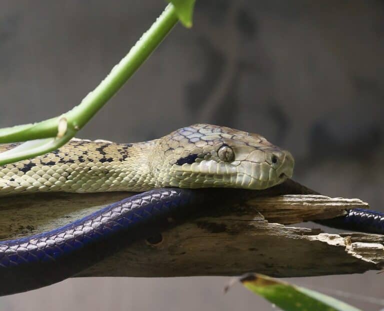 Jamaican Boa Jamaican Boa Jamaican Boa