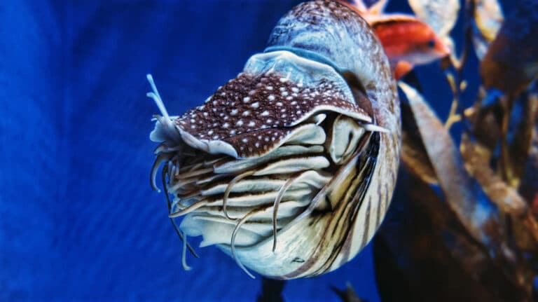 Emperor Nautilus – Boneless Beauties at SEA Aquarium Emperor Nautilus – Boneless Beauties at SEA Aquarium