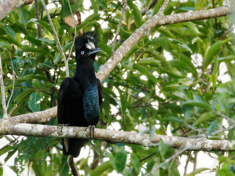 Amazonian Umbrellabird Amazonian Umbrellabird