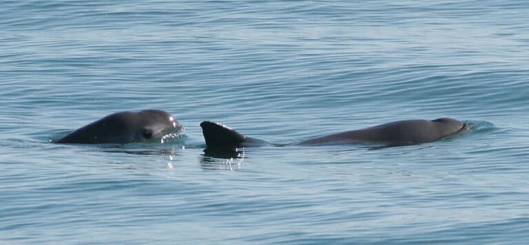 Gobierno de la República Trabaja en la recuperación de la vaquita marina