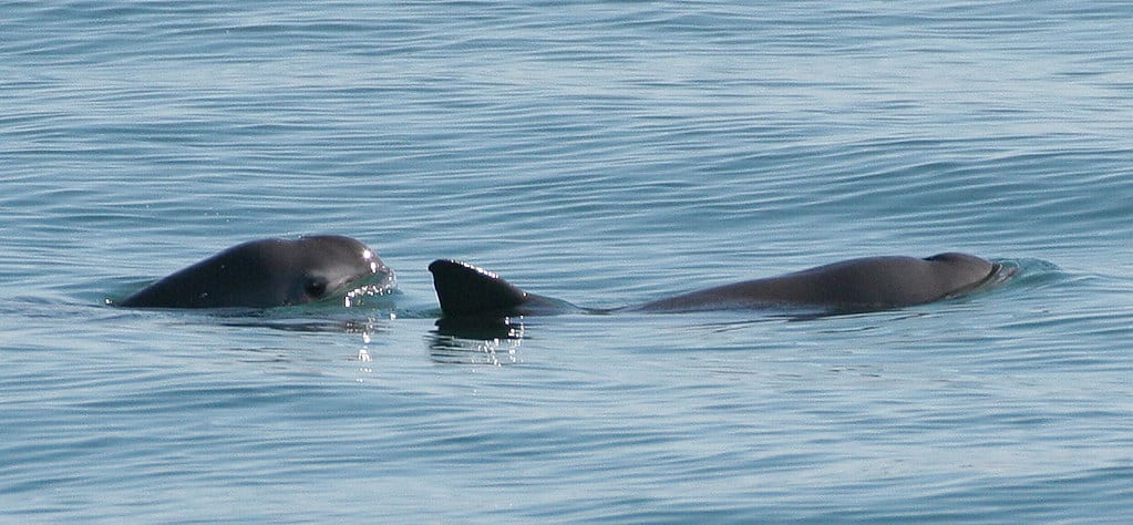 Gobierno de la República Trabaja en la recuperación de la vaquita marina