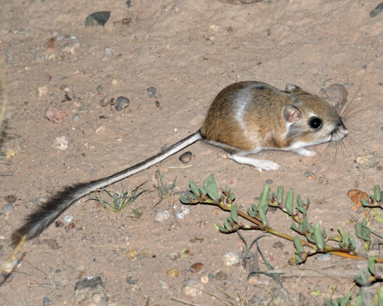 Merriam’s Kangaroo Rat, Chihuahuan Desert, New Mexico Merriam’s Kangaroo Rat, Chihuahuan Desert, New Mexico