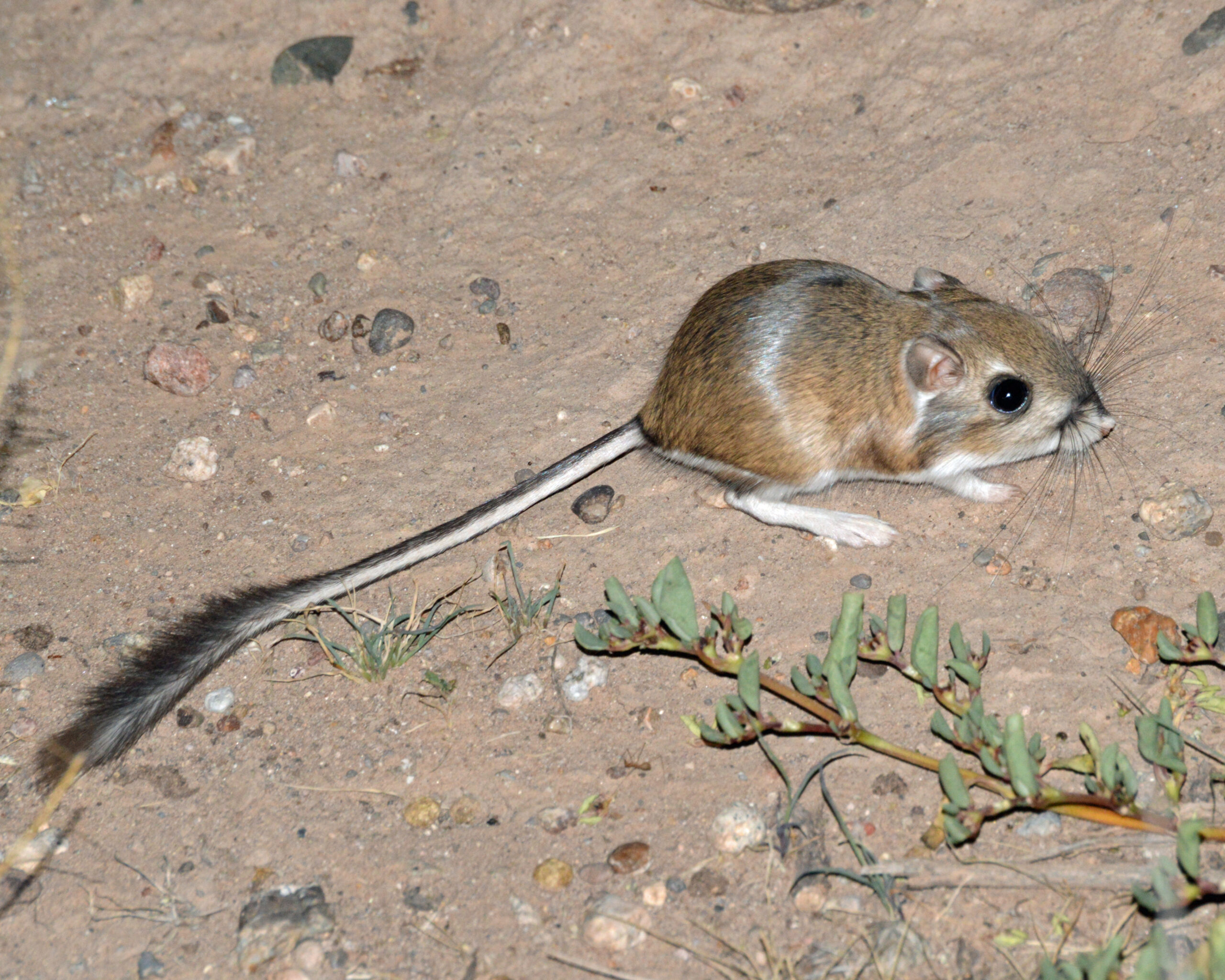 Merriam’s Kangaroo Rat, Chihuahuan Desert, New Mexico Merriam’s Kangaroo Rat, Chihuahuan Desert, New Mexico