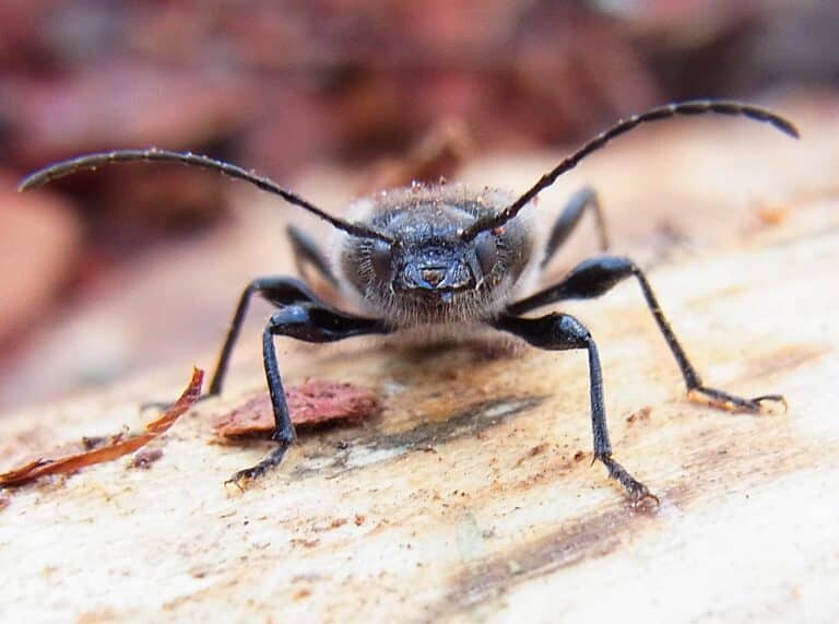 Hylotrupes bajulus front Hylotrupes bajulus front