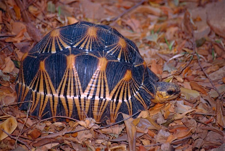 File:Radiated Tortoise (Astrochelys radiata) (10292092024).jpg