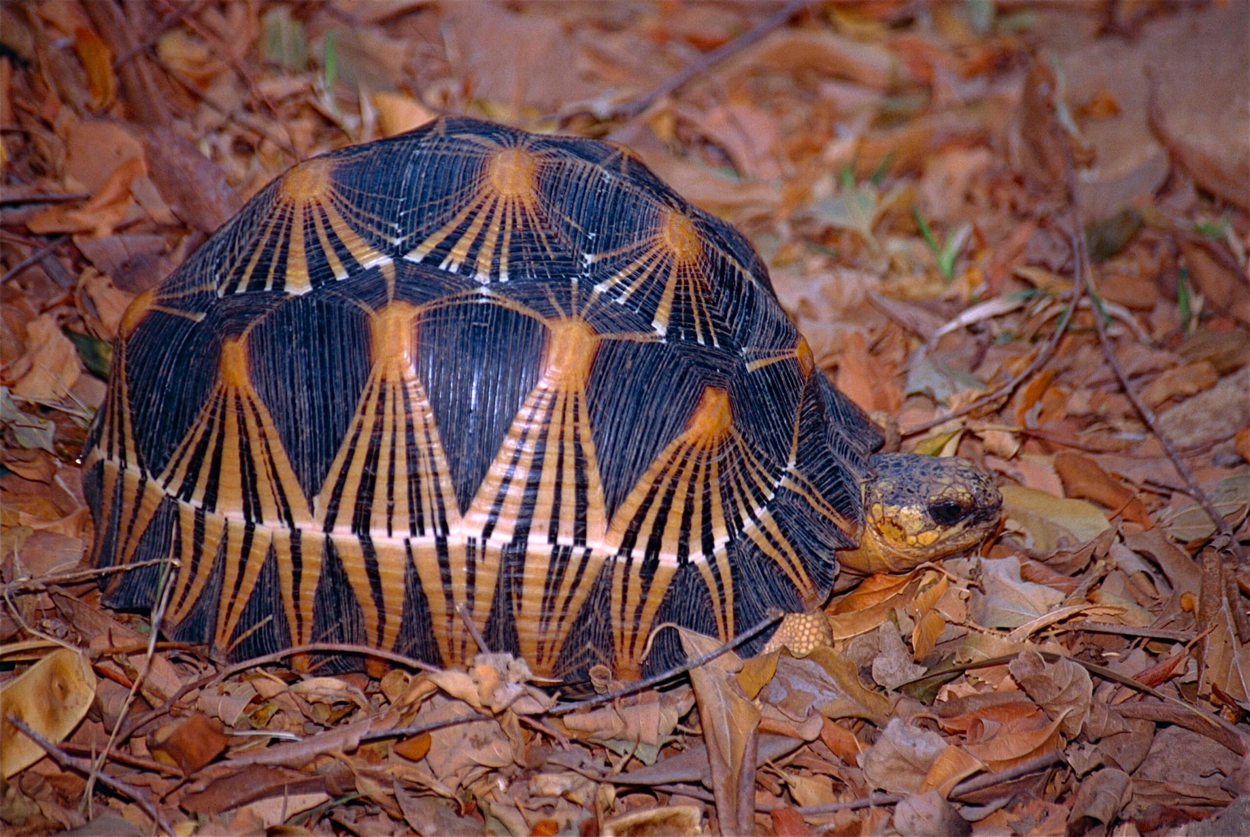 File:Radiated Tortoise (Astrochelys radiata) (10292092024).jpg