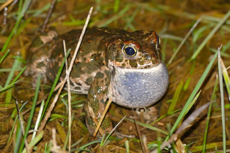 File:Natterjack Toad (Epidalea calamita) male calling (16597284327).jpg