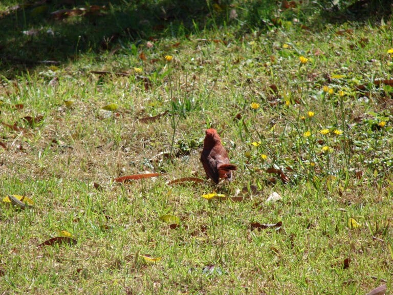 File:Starr-080618-9068-Hypochoeris radicata-with Cardinalis cardinalis male-Makawao-Maui (24896686576).jpg File:Starr-080618-9068-Hypochoeris radicata-with Cardinalis cardinalis male-Makawao-Maui (24896686576).jpg