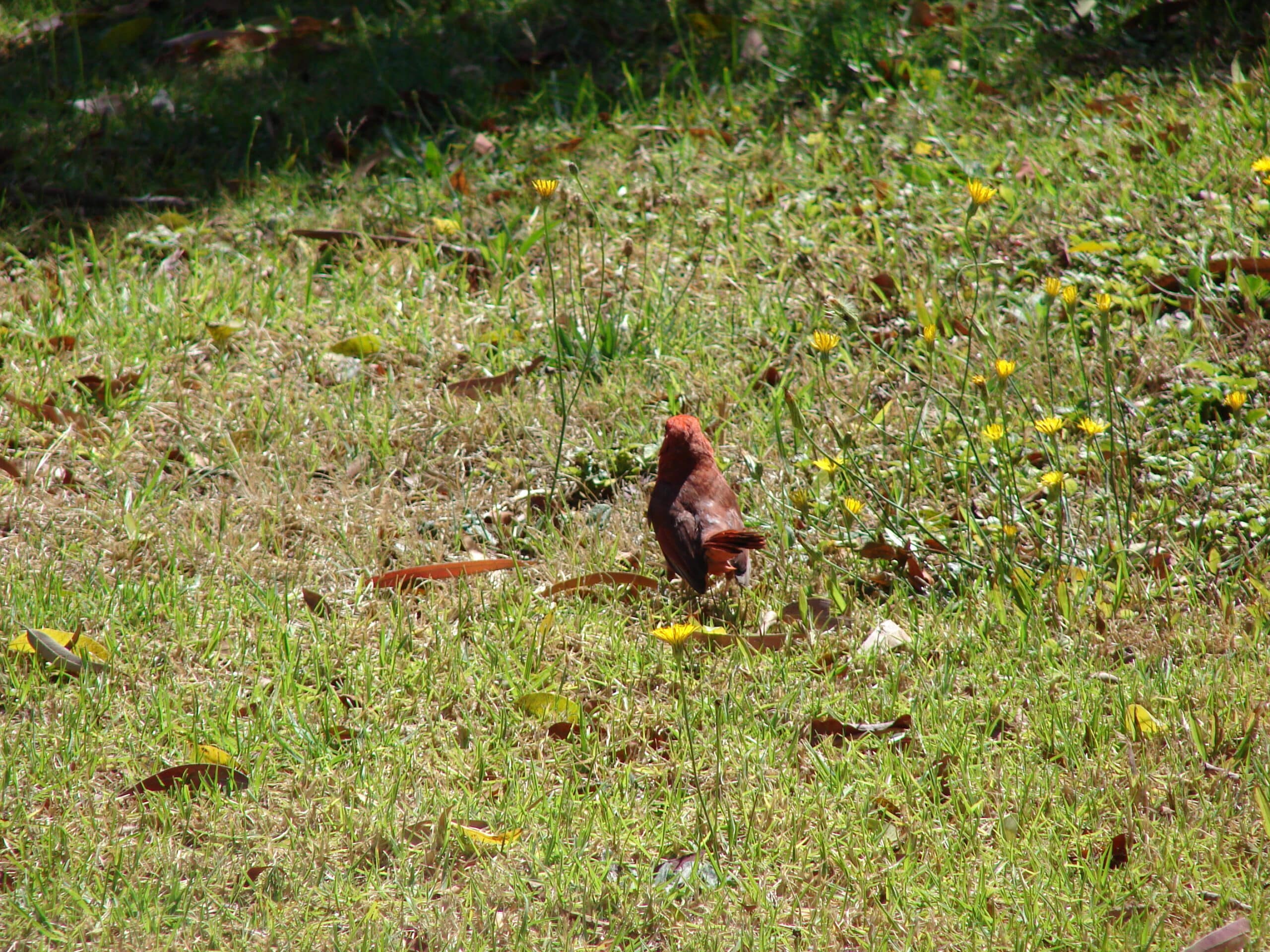 File:Starr-080618-9068-Hypochoeris radicata-with Cardinalis cardinalis male-Makawao-Maui (24896686576).jpg File:Starr-080618-9068-Hypochoeris radicata-with Cardinalis cardinalis male-Makawao-Maui (24896686576).jpg