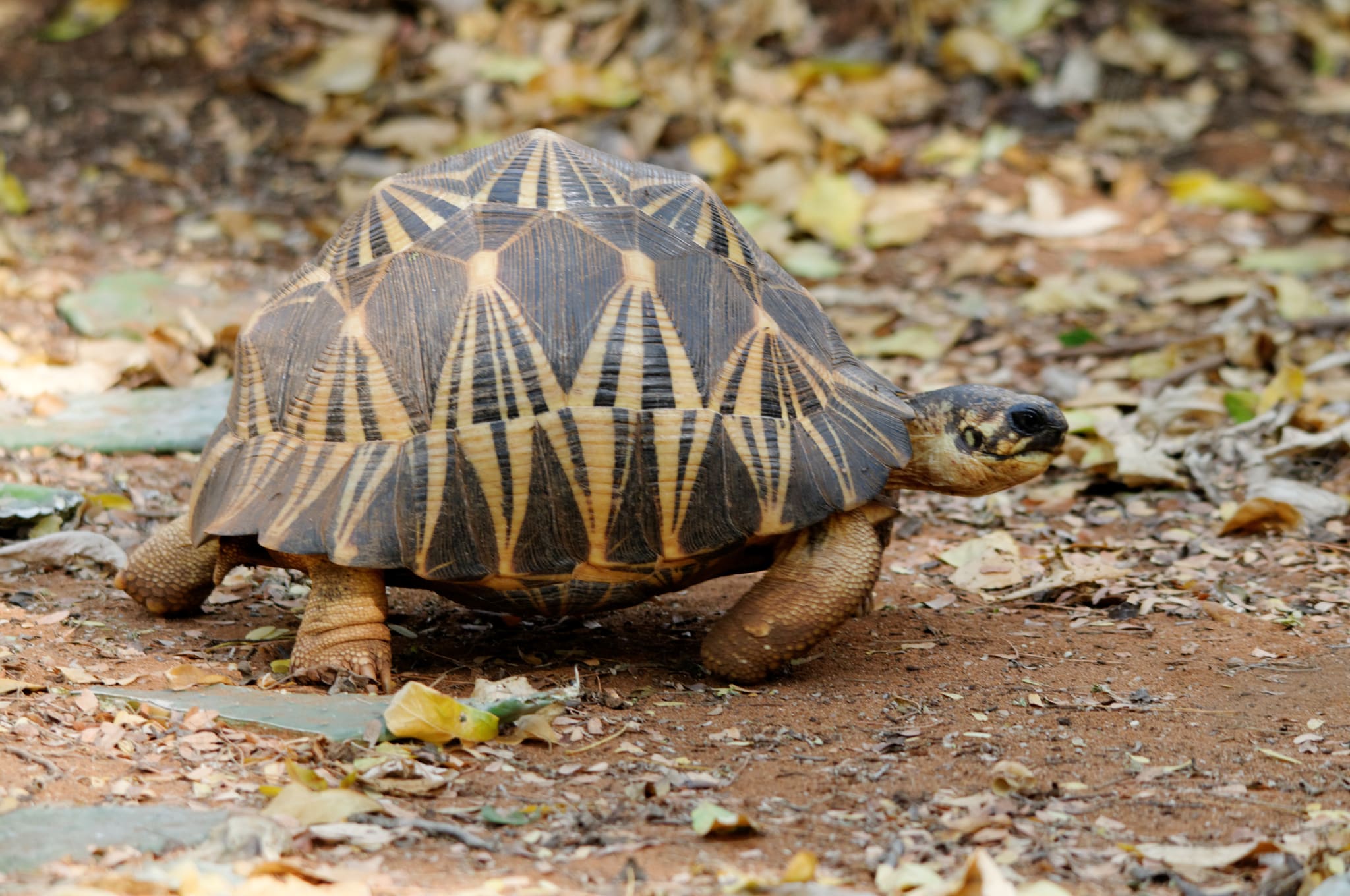 Astrochelys radiata 64597238