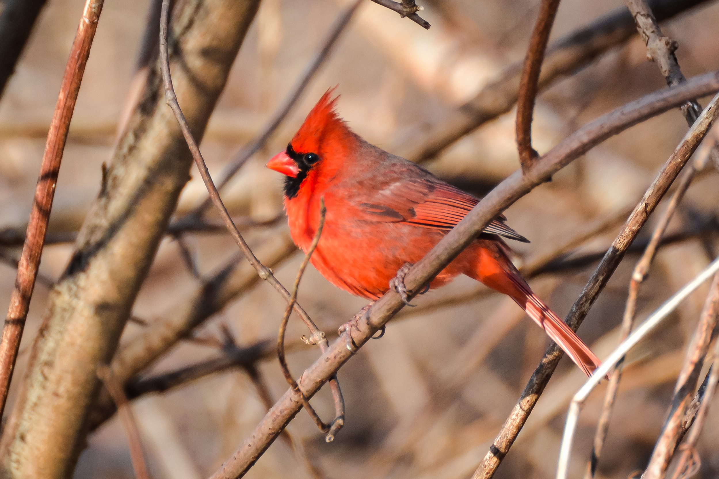 Northern Cardinal (Cardinalis cardinalis) male Northern Cardinal (Cardinalis cardinalis) male Northern Cardinal