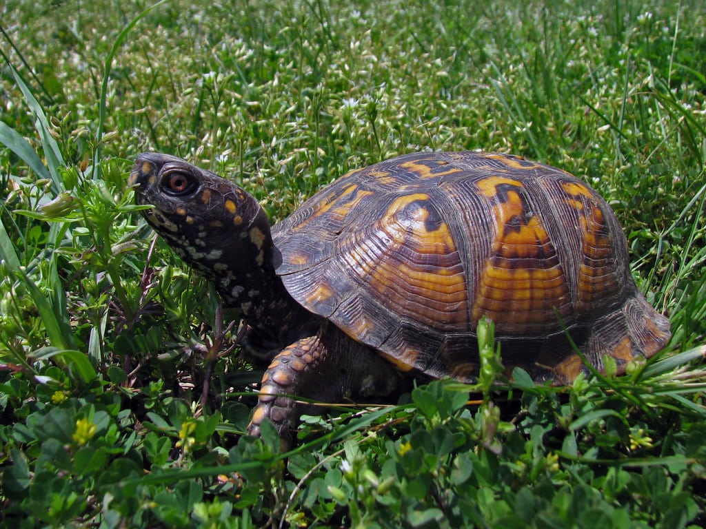 Eastern box turtle Eastern box turtle