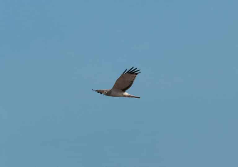 Northern Harrier (Circus hudsonius) – 52164474137 Northern Harrier (Circus hudsonius) – 52164474137
