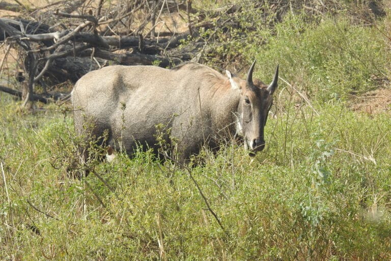 File:Neelgai Boselaphus tragocamelus by Dr. Raju Kasambe DSCN7671 (7).jpg File:Neelgai Boselaphus tragocamelus by Dr. Raju Kasambe DSCN7671 (7).jpg