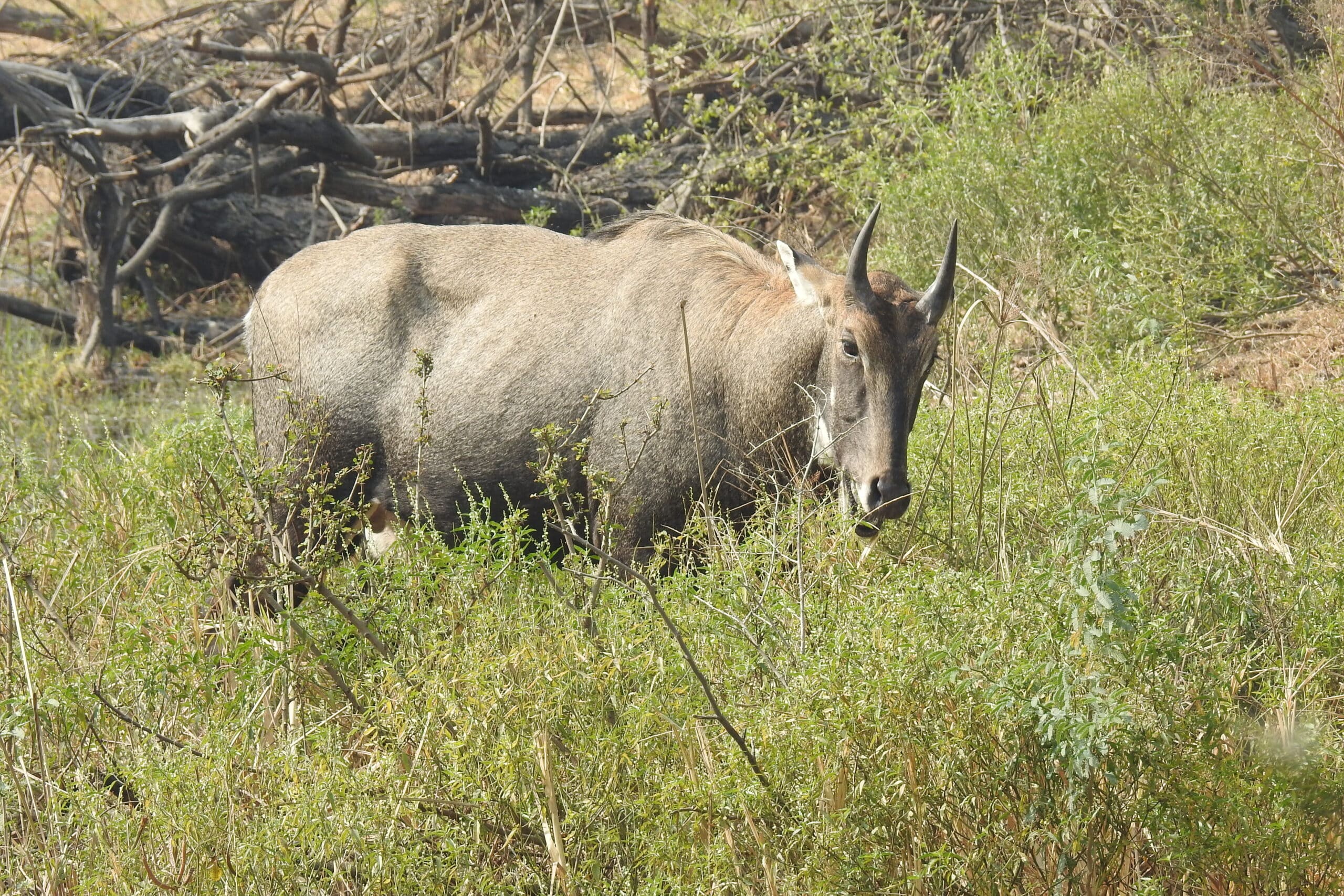 File:Neelgai Boselaphus tragocamelus by Dr. Raju Kasambe DSCN7671 (7).jpg File:Neelgai Boselaphus tragocamelus by Dr. Raju Kasambe DSCN7671 (7).jpg