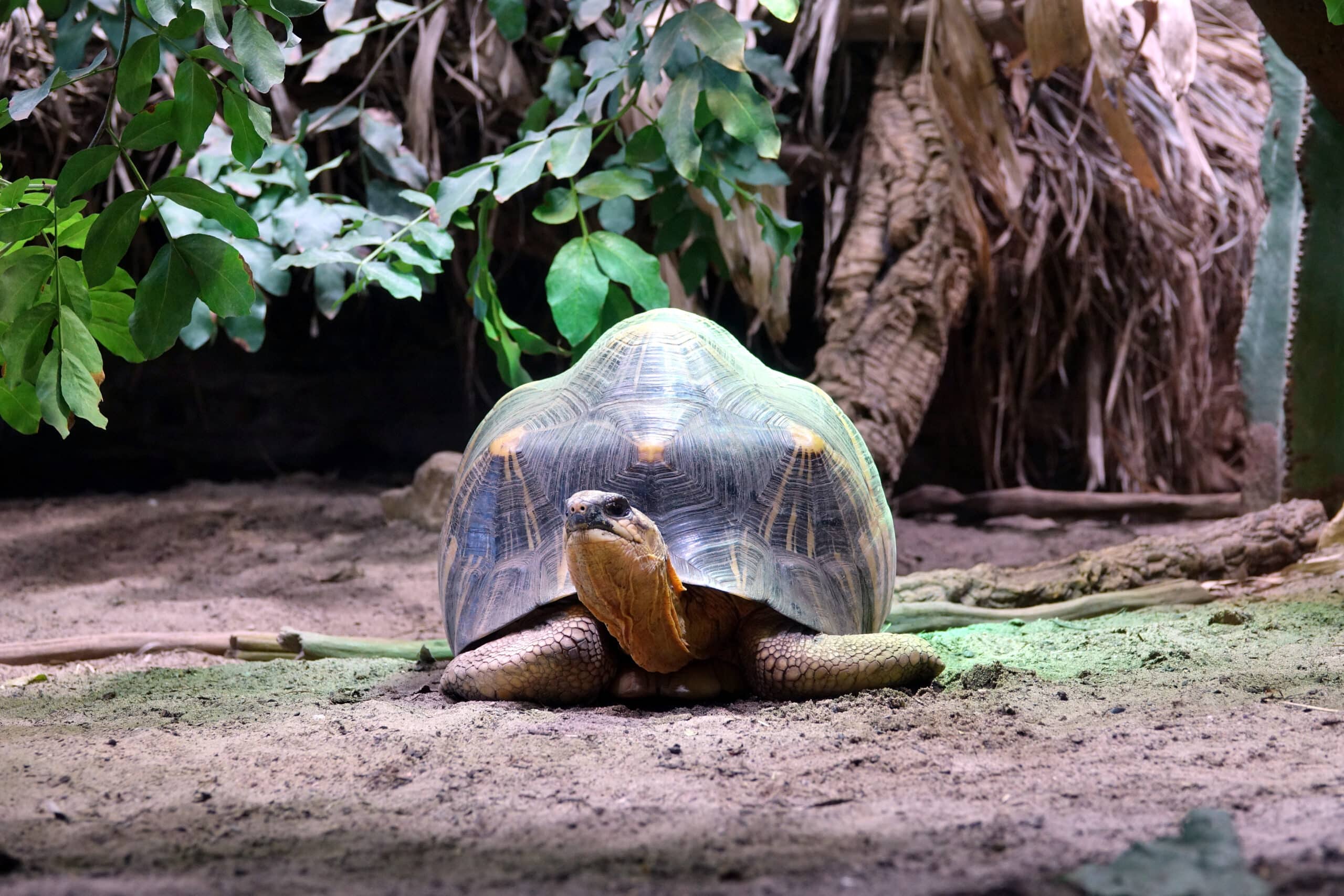 Tortue étoilée de Madagascar (Astrochelys radiata)