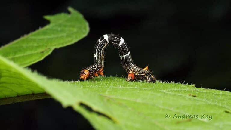 Video: Inchworm from Ecuador Video: Inchworm from Ecuador