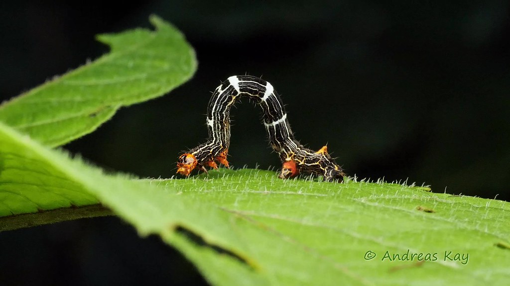Video: Inchworm from Ecuador Video: Inchworm from Ecuador
