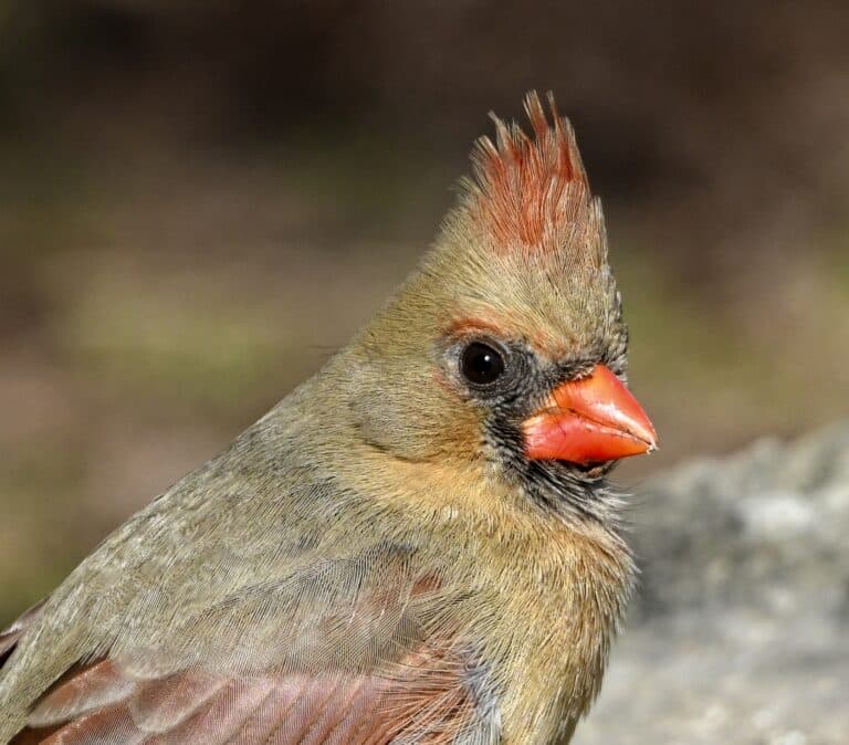 Cardinalis cardinalis f Humber Bay Toronto Cardinalis cardinalis f Humber Bay Toronto