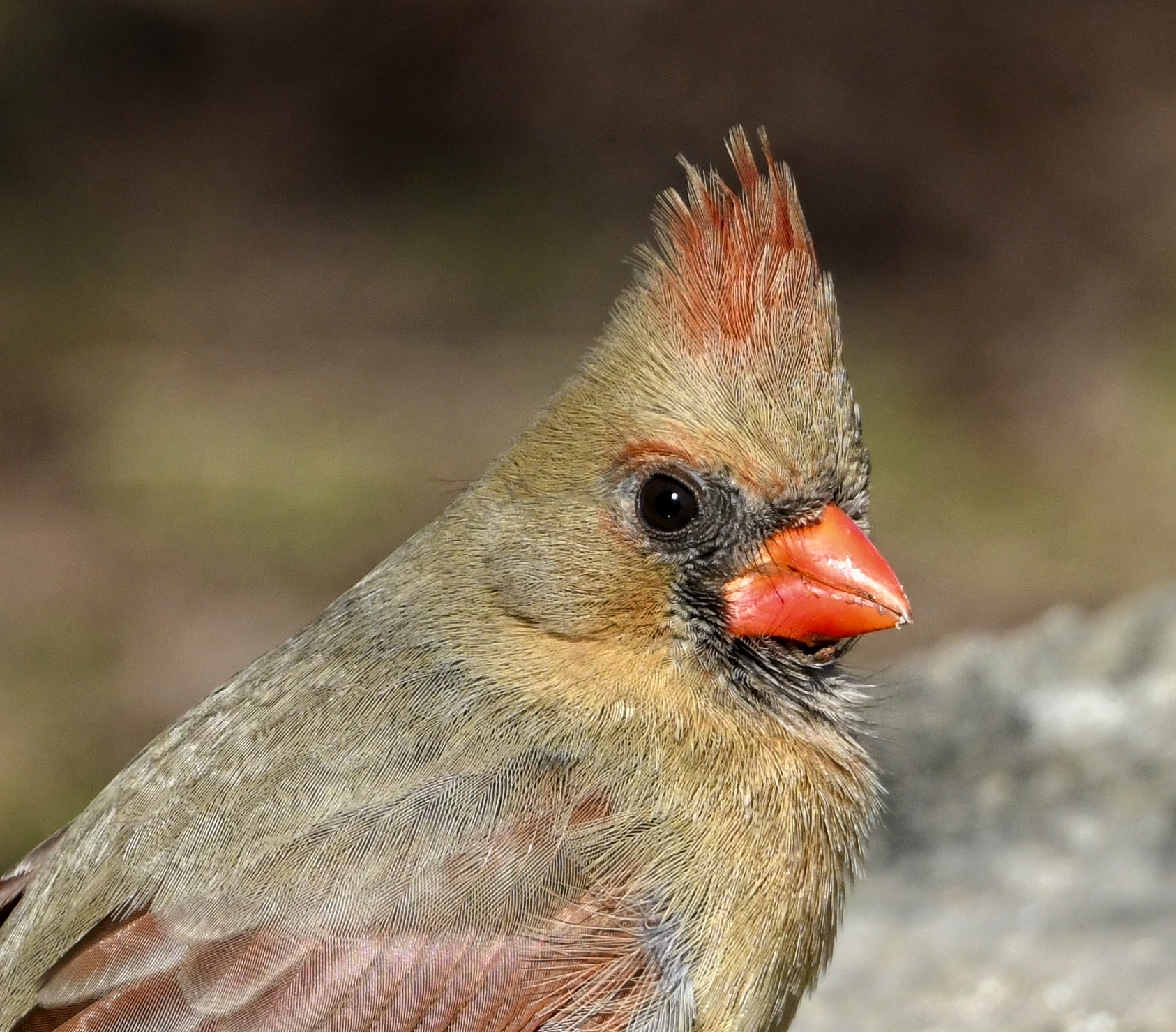 Cardinalis cardinalis f Humber Bay Toronto Cardinalis cardinalis f Humber Bay Toronto