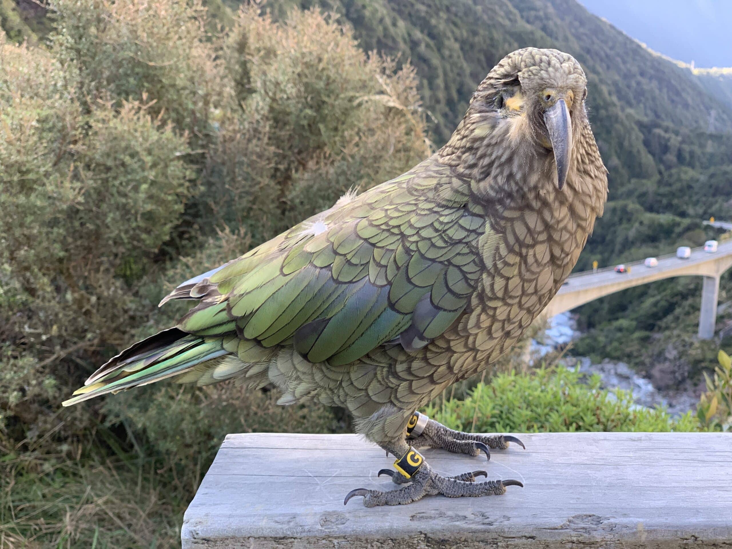 Photo of a kea (Nestor notabilis) with one eye