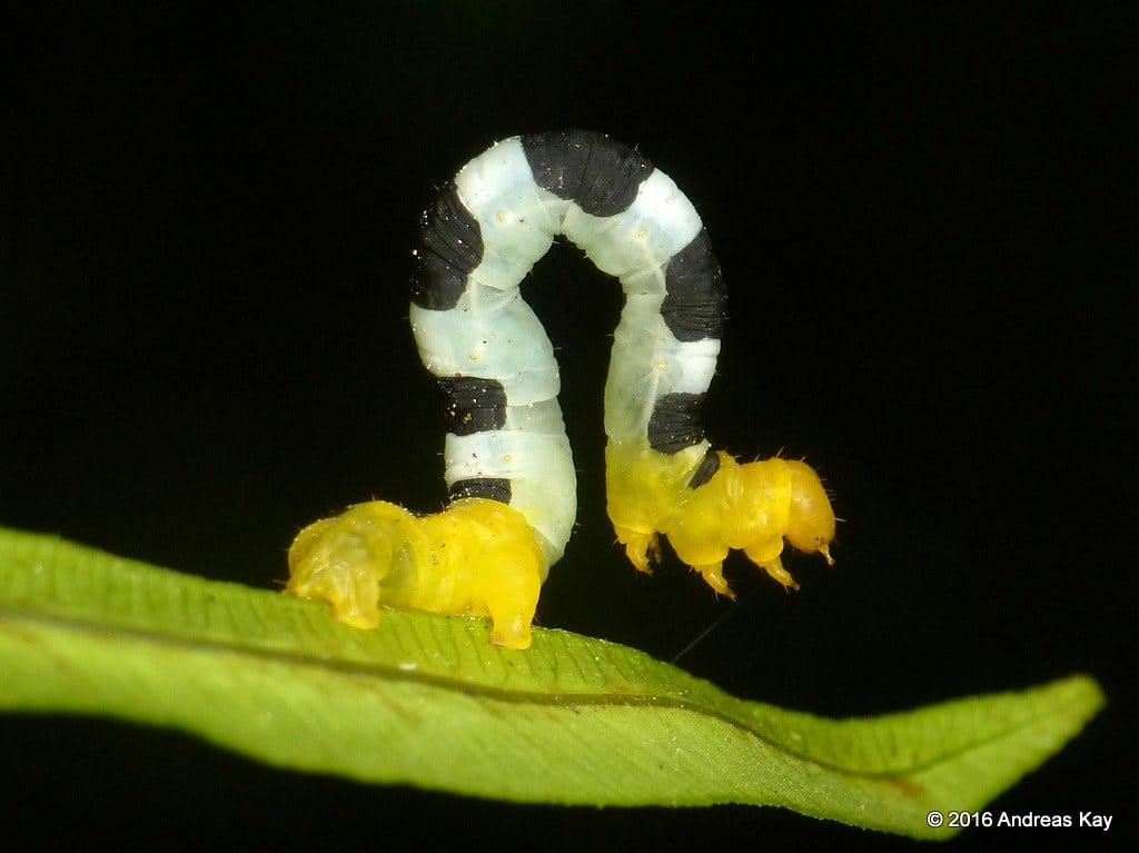 Inchworm, Geometridae Inchworm, Geometridae