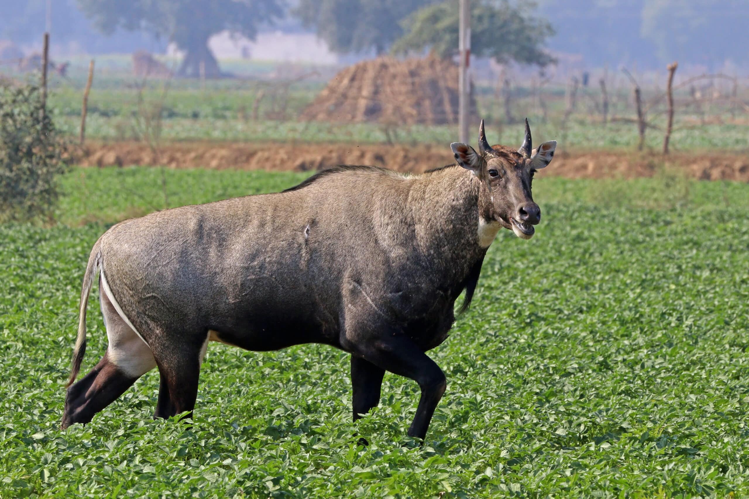 Nilgai (Boselaphus tragocamelus) male Nilgai (Boselaphus tragocamelus) male