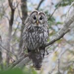 Ural owl