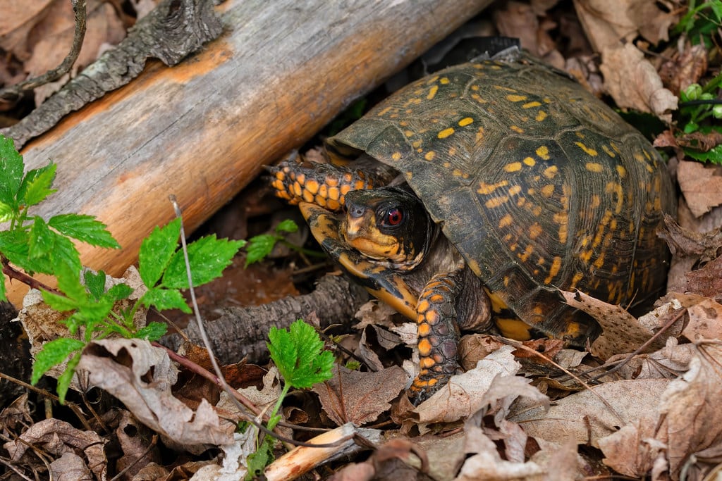 Eastern Box Turtle, Terrapene carolina carolina (Linnaeus, 1758) Eastern Box Turtle, Terrapene carolina carolina (Linnaeus, 1758)