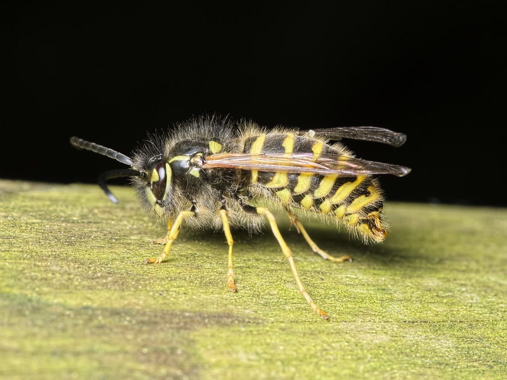 Vespula vulgaris M Vespula vulgaris M