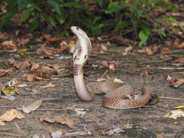 Indian Cobra Naja naja by Dr Raju Kasambe DSCN4991 (8) Indian Cobra