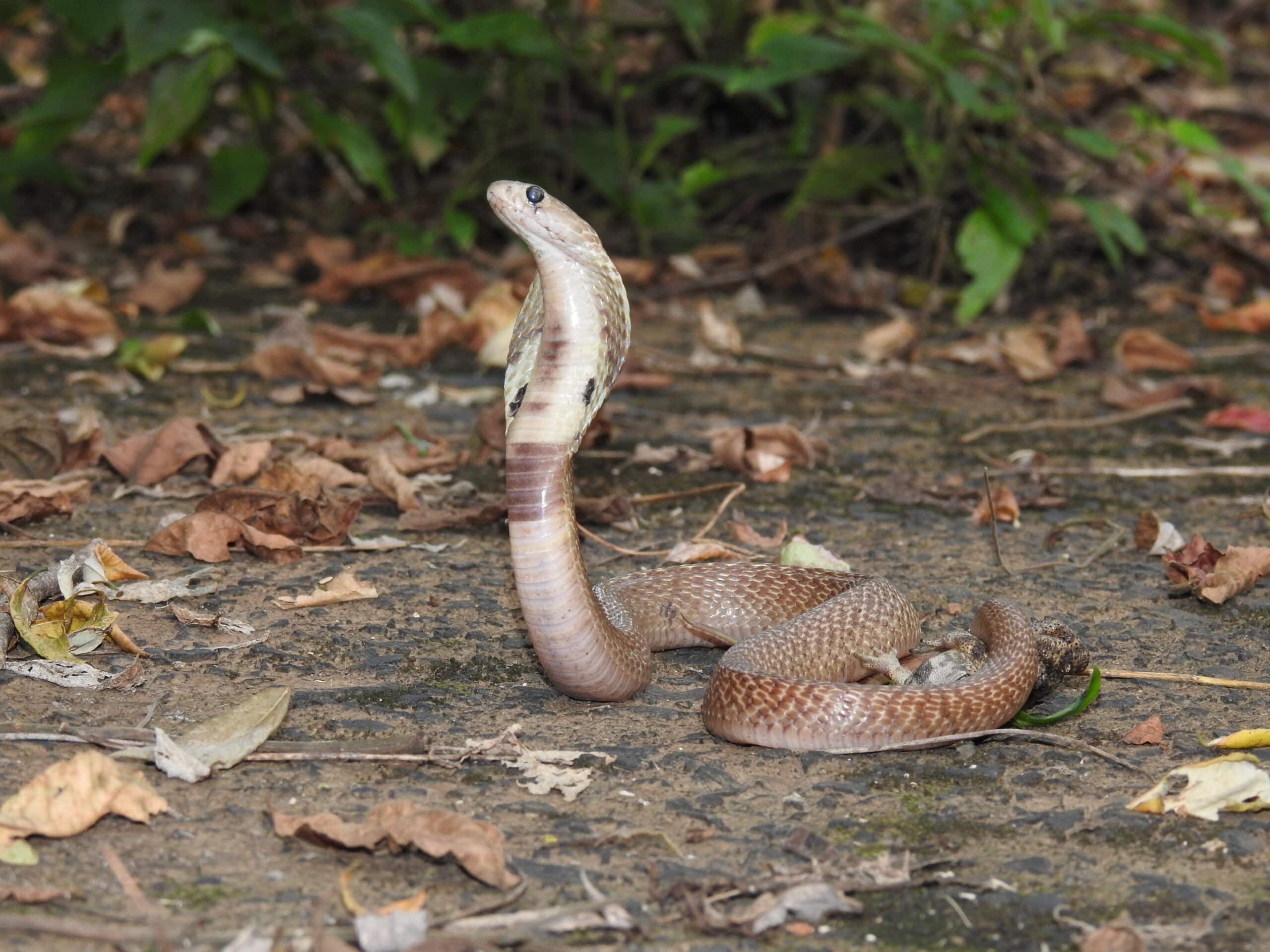 Indian Cobra Naja naja by Dr Raju Kasambe DSCN4991 (8)  Indian Cobra